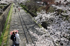 蹴上インクライン桜