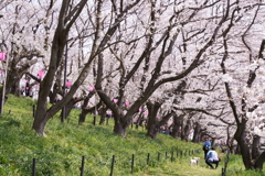 幸手権現堂桜堤