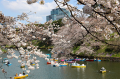 2023年　千鳥ヶ淵桜