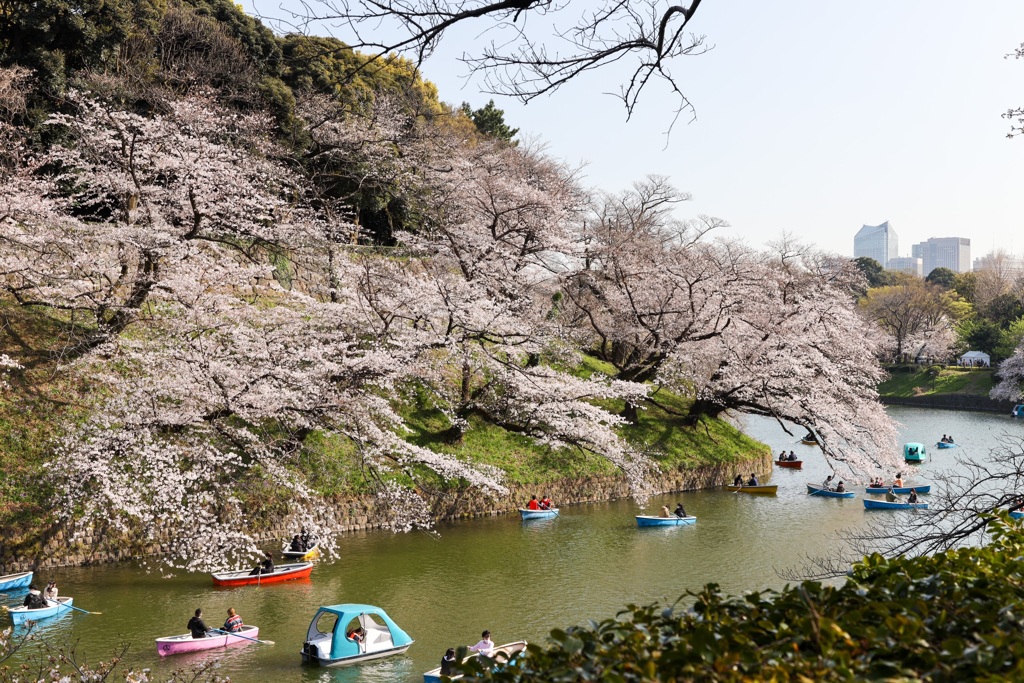 千鳥ヶ淵2021(2)
