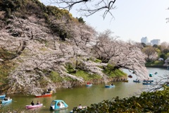 千鳥ヶ淵2021(2)