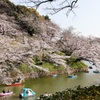 千鳥ヶ淵2021(2)