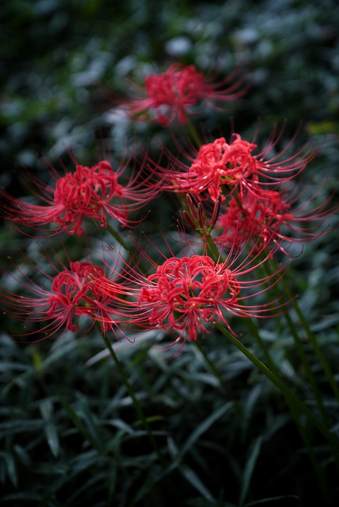 今年の曼珠沙華。