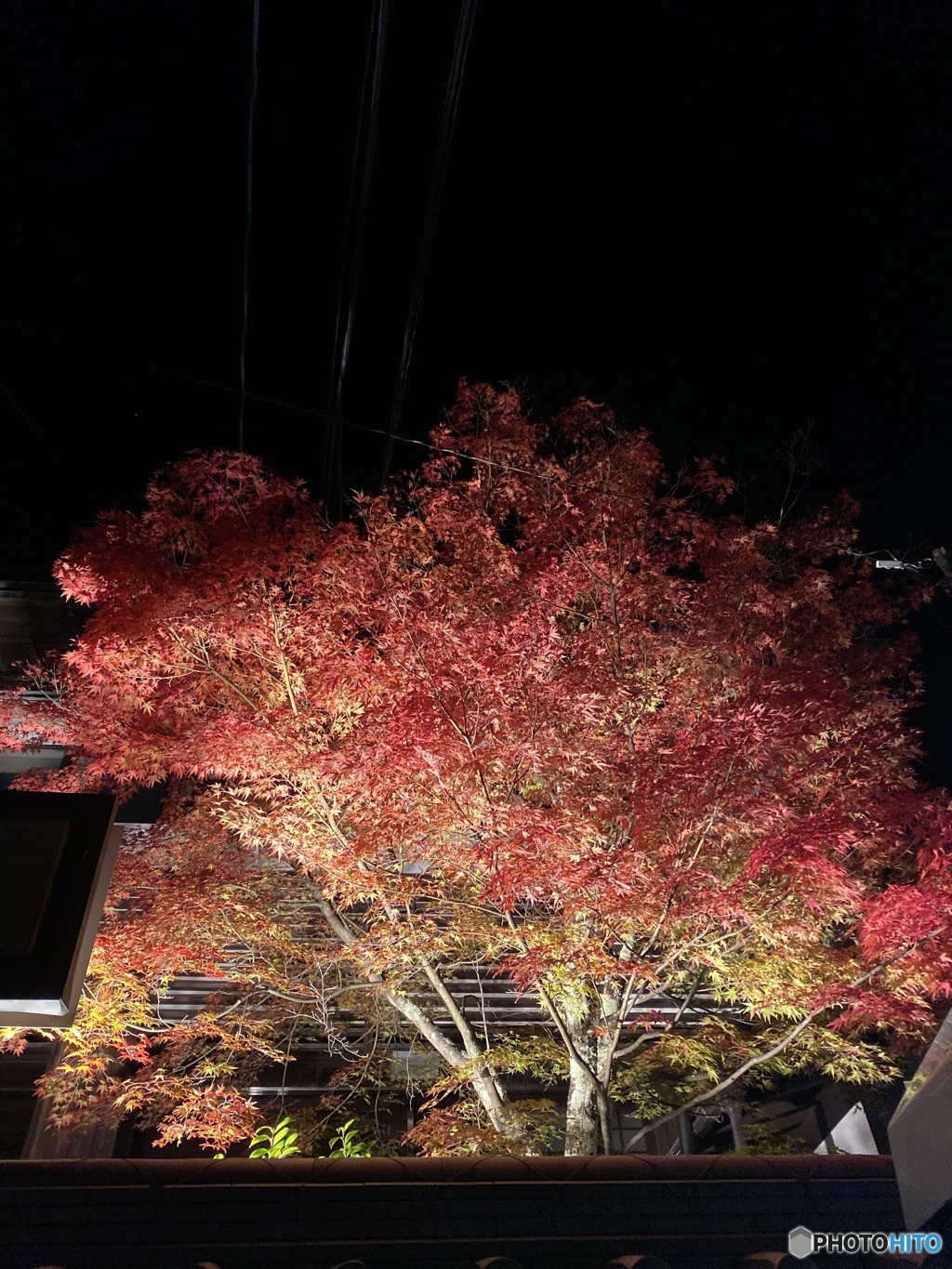 紅葉