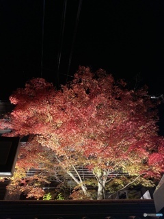 紅葉