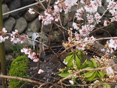 石花瓶