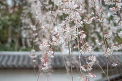 しだれ桜