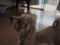 愛犬
