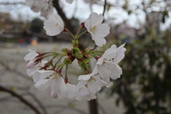 20190331132943_IMG_0851