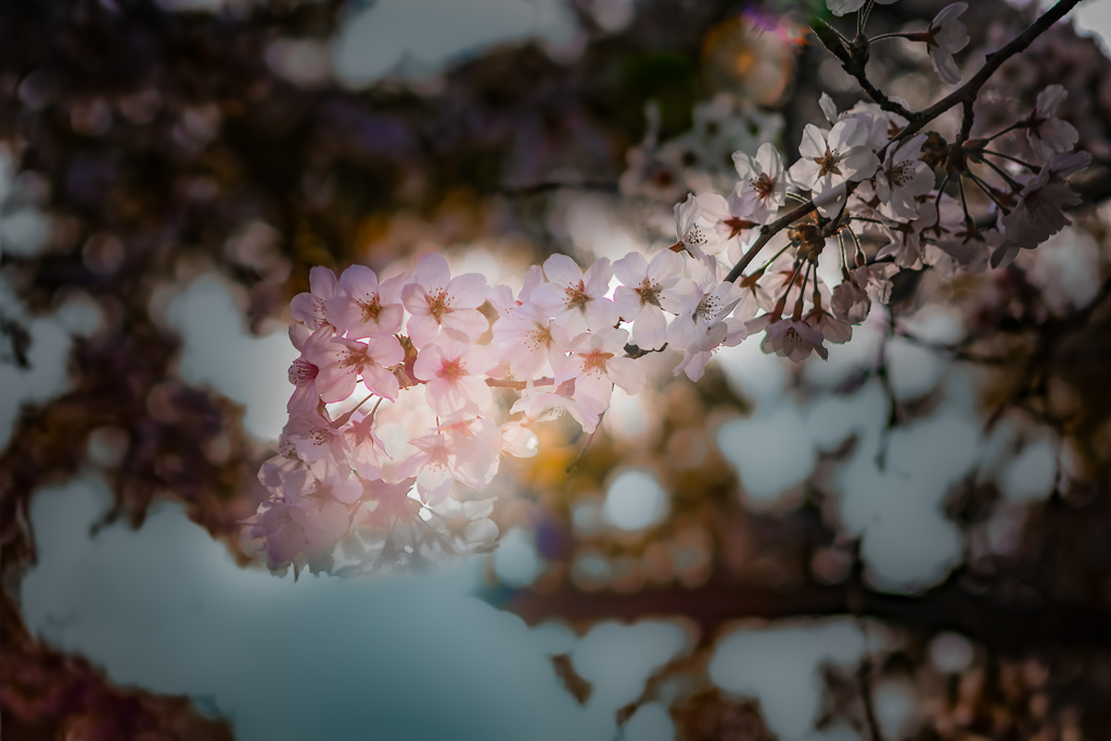 桜