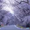 国営木曽三川公園のさくら