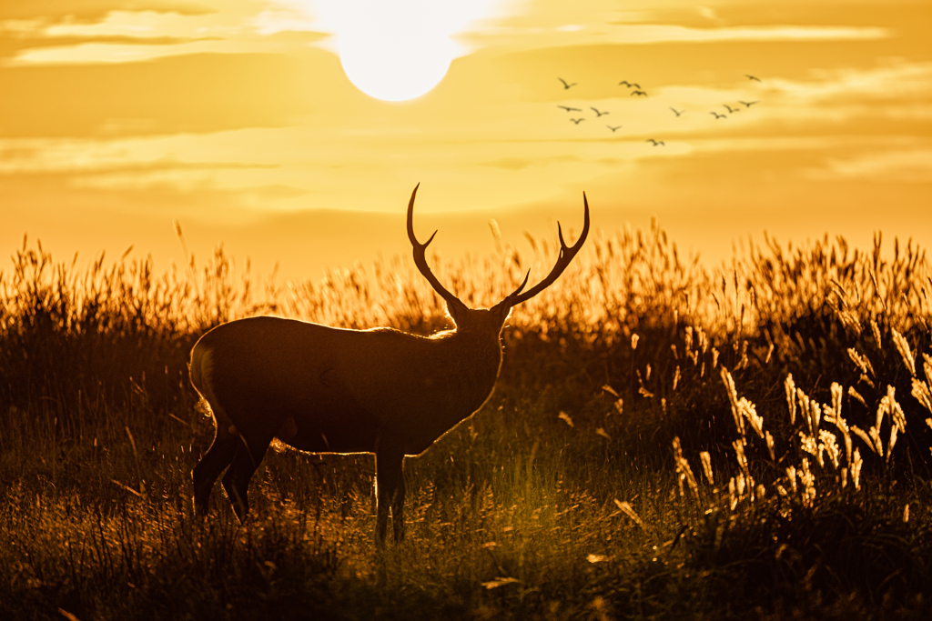 夕陽と鹿