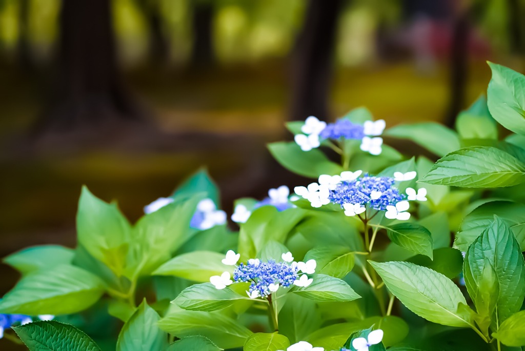 紫陽花