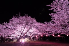 平成最後の夜桜