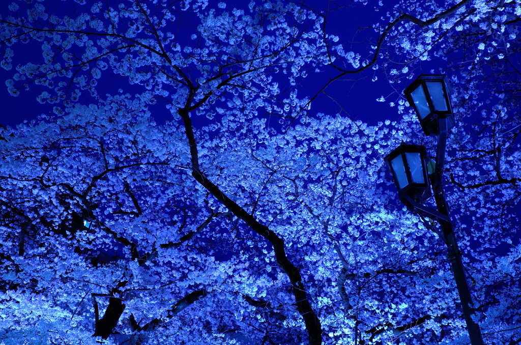 spring