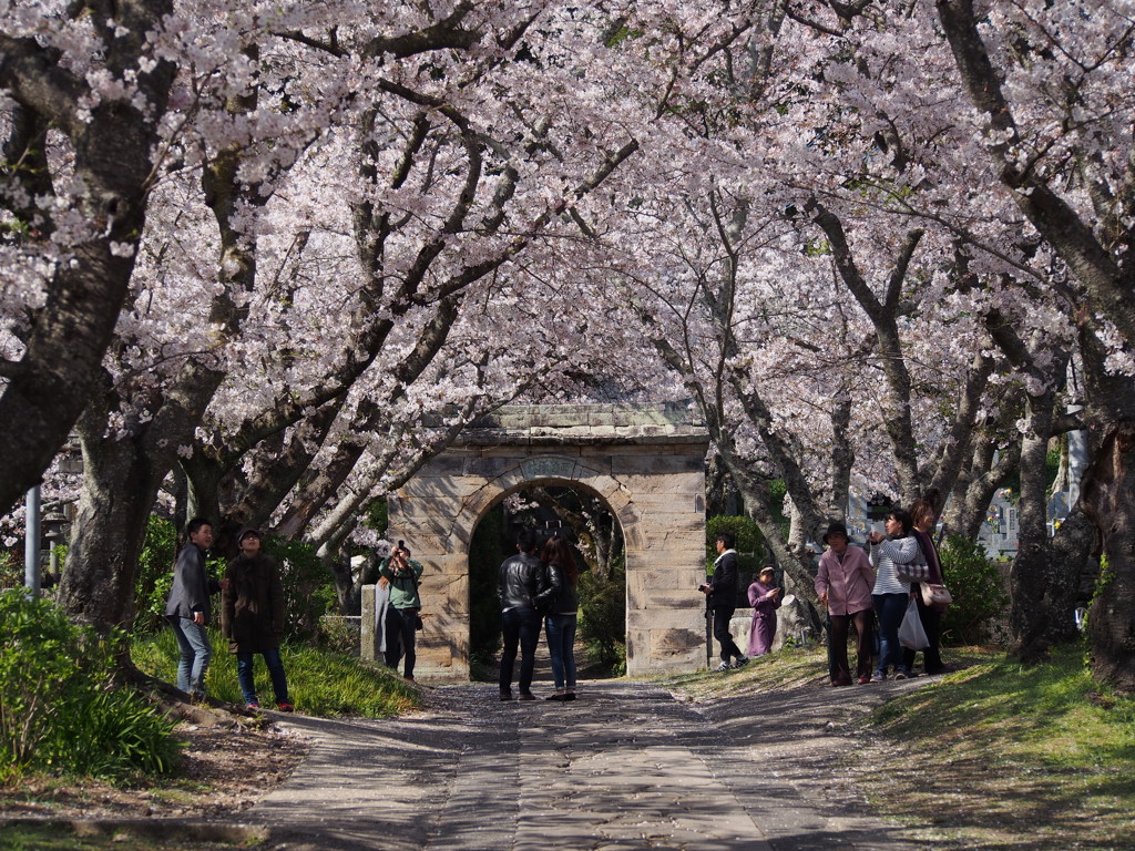 桜トンネル