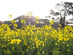 菜の花