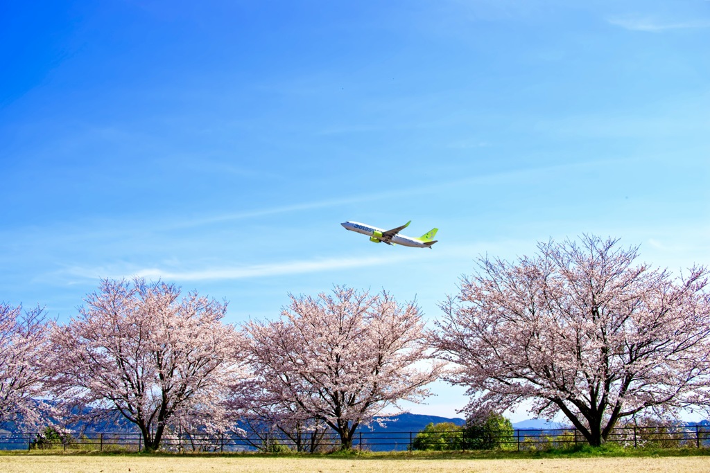 桜を越えて