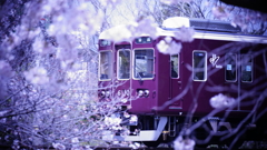夙川の桜