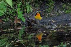 キビタキ・キタビキ