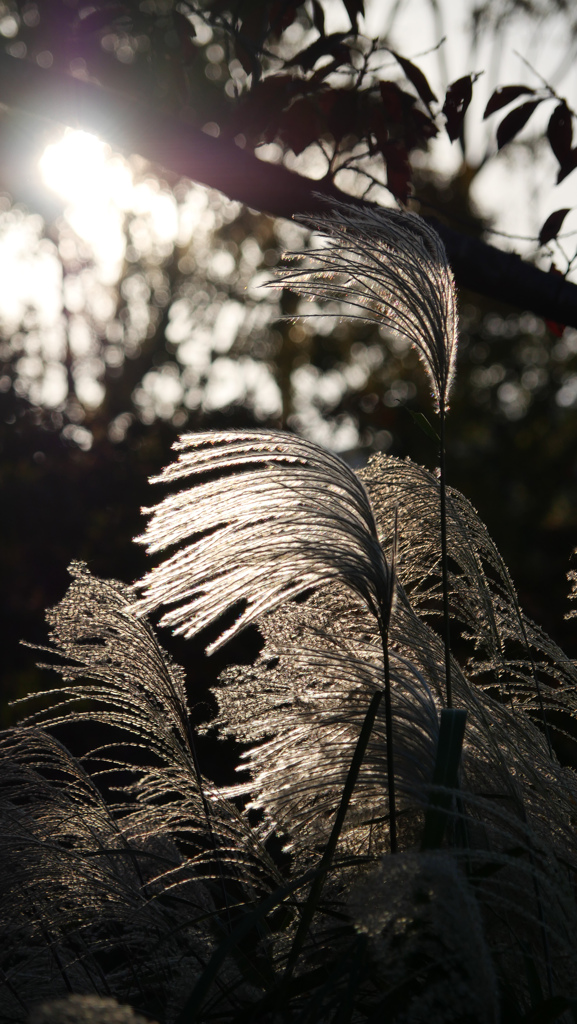 Twilight：ススキ