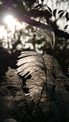 Twilight：ススキ