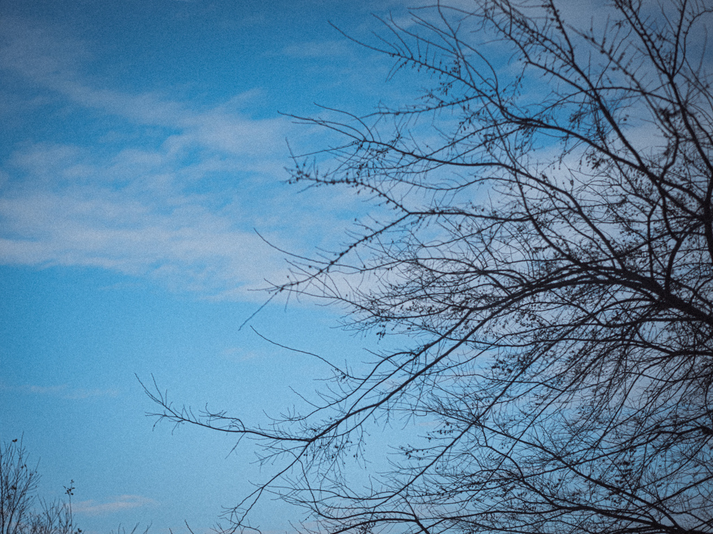 枝、そら
