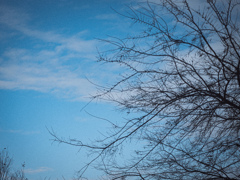 枝、そら