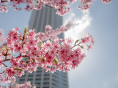 河津桜