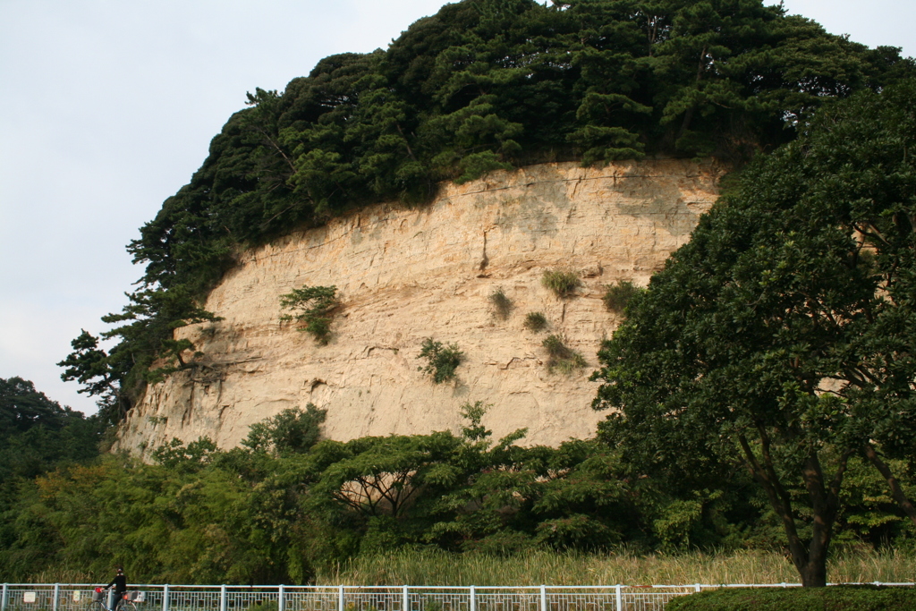 横浜の本牧公園から見える地層（淡路昌雄）