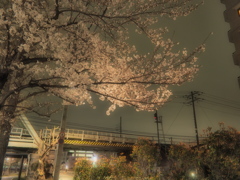 夜桜