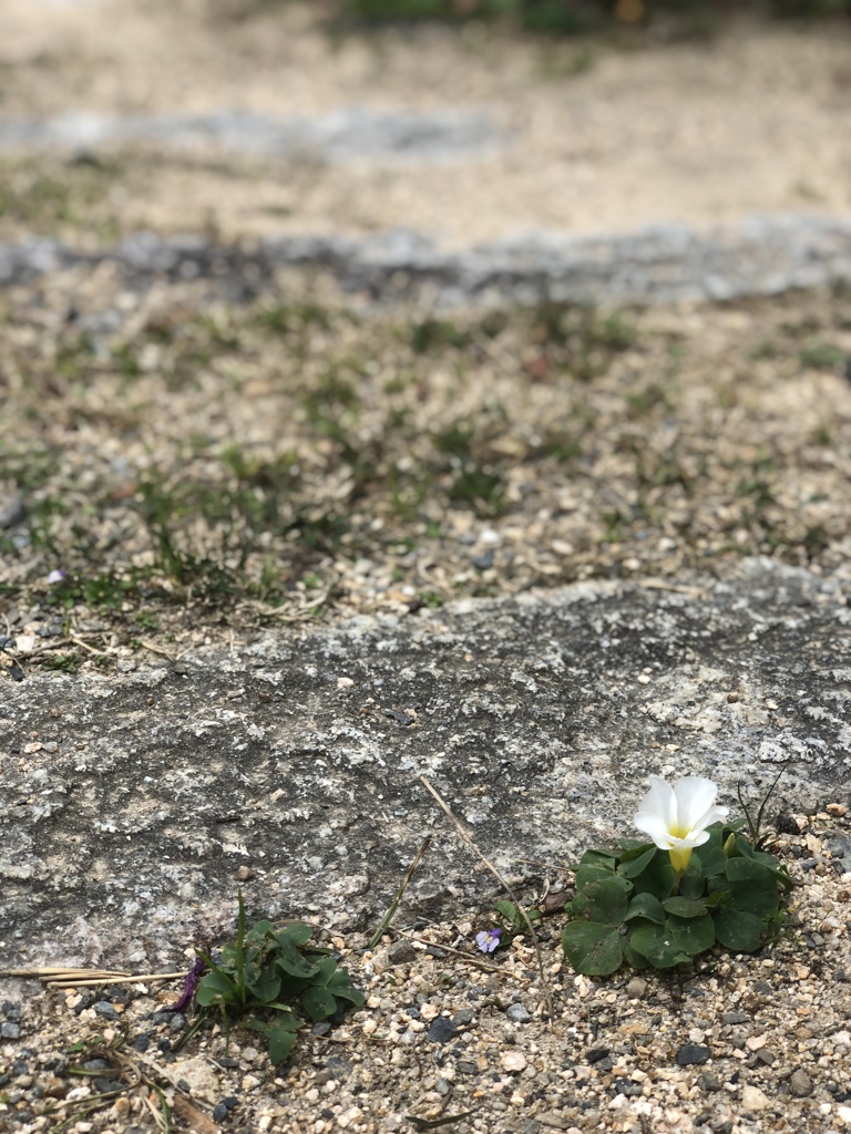 凛として
