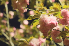 普段の風景5 八重桜
