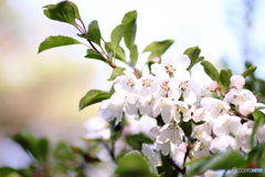 ノカイドウの花　白と桃に咲く