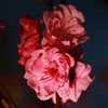 花桃