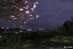 普段の風景3 桜と金網、その先に