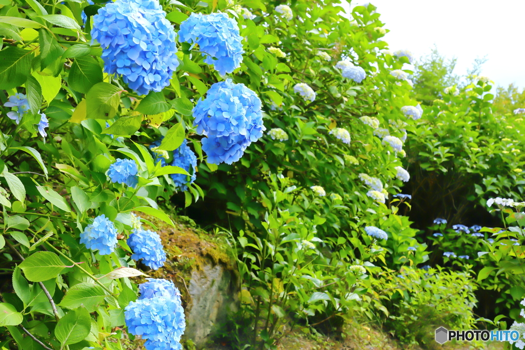 山中の紫陽花