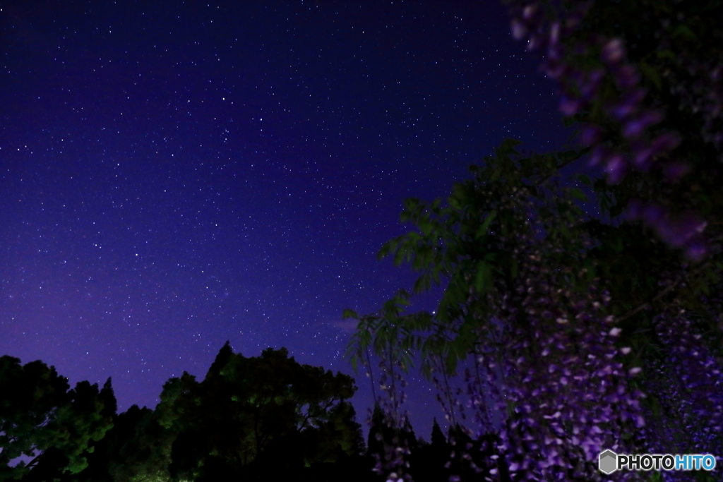 4.27 和気神社リベンジ3　満開の藤と満天の星