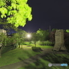 普段の風景6新緑の頃