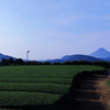 1.5.4　茶畑と薩摩富士