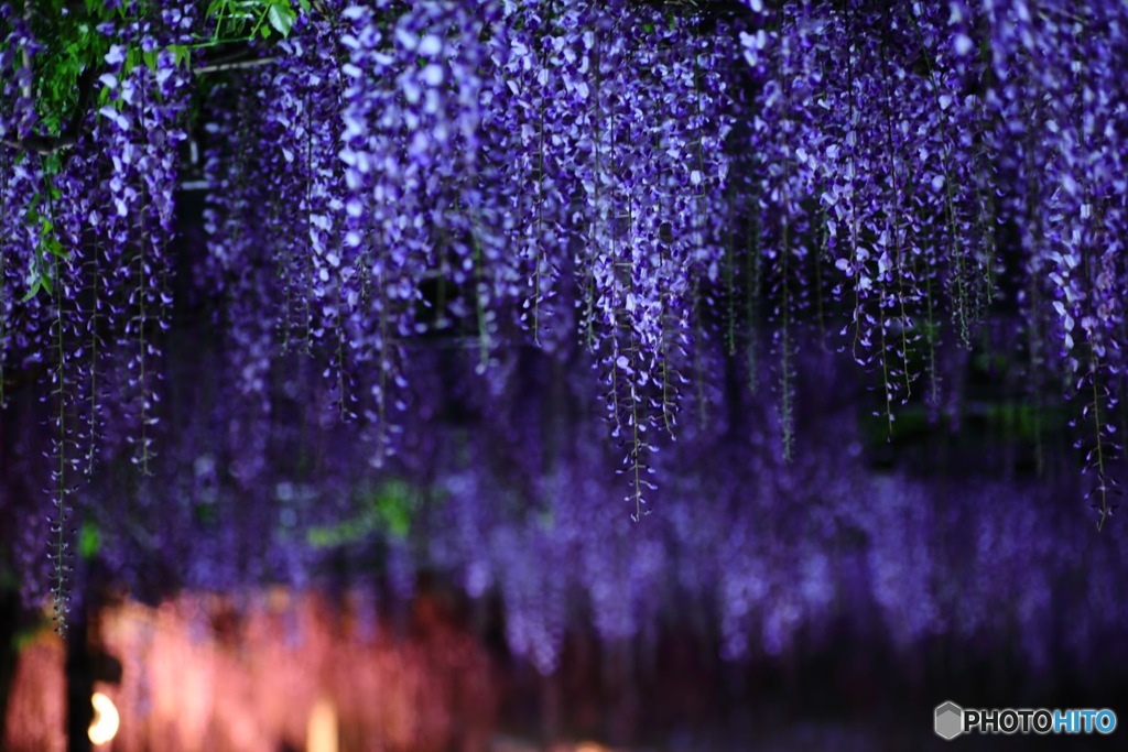 4.20 和気神社1 藤のれん