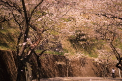 4.6　城山公園2　桜の足跡