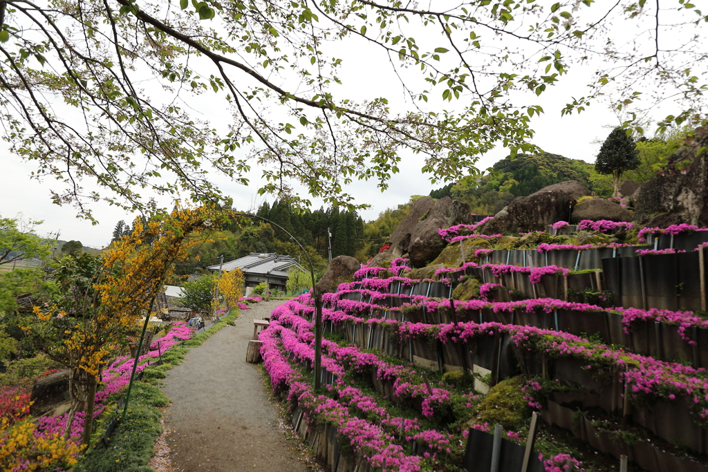 4.11 蒲生芝桜3　山の麓