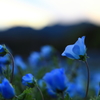 凛と花開く