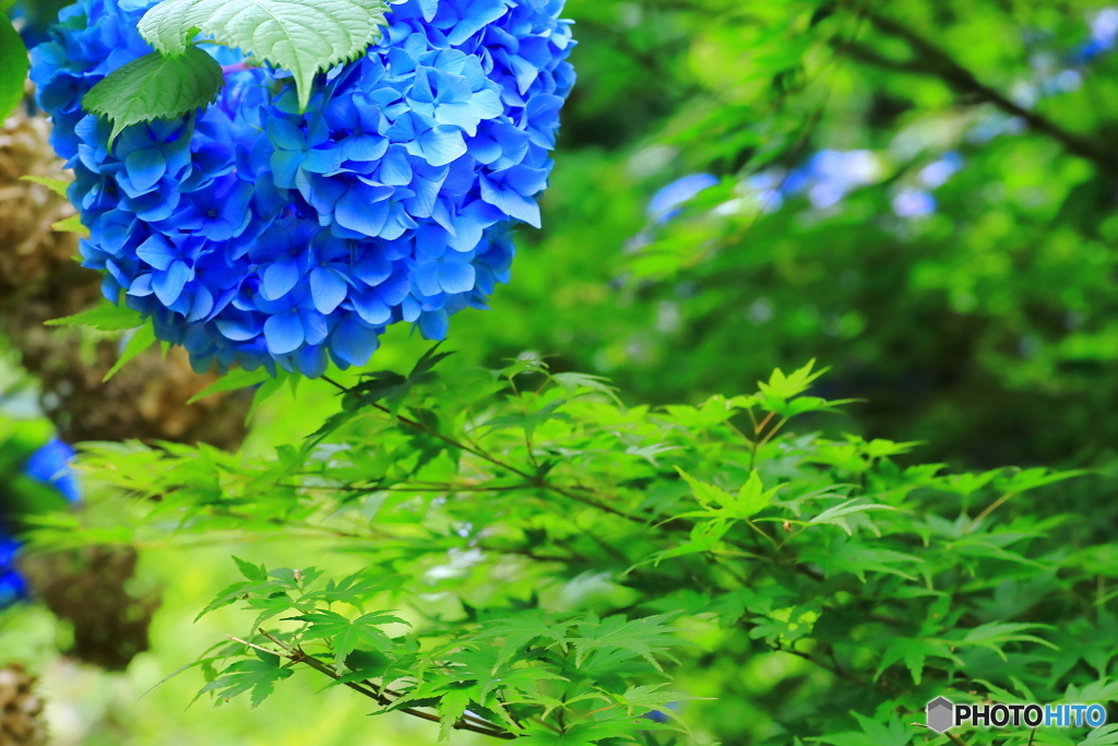 紫陽花と青紅葉