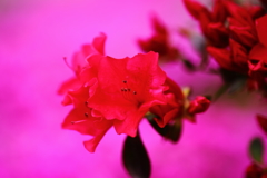4.11 蒲生芝桜5 ピンクの絨毯に映えるサツキ