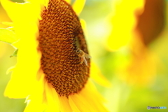 向日葵と蜜蜂