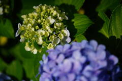 DSC03385(1)