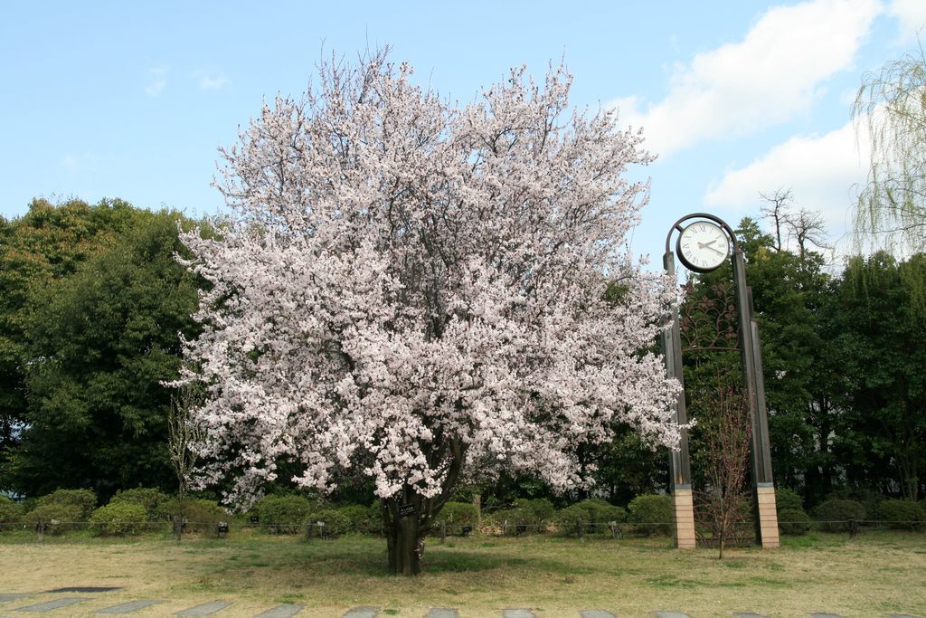 img_0001_31355188406_o