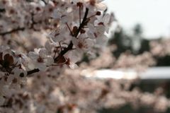 img_0003_31355187276_o